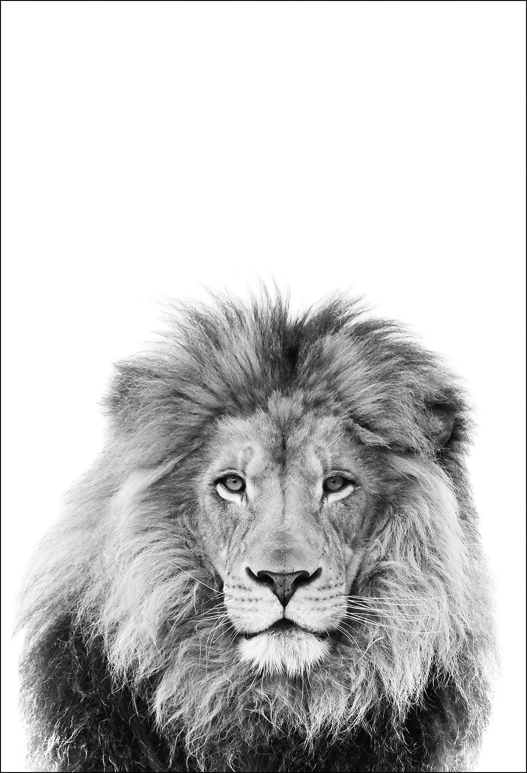 Canvas Print 60x90cm / Unframed Lion Sketch Lion Sketch Wall Art : Ready to hang framed artwork. Brand