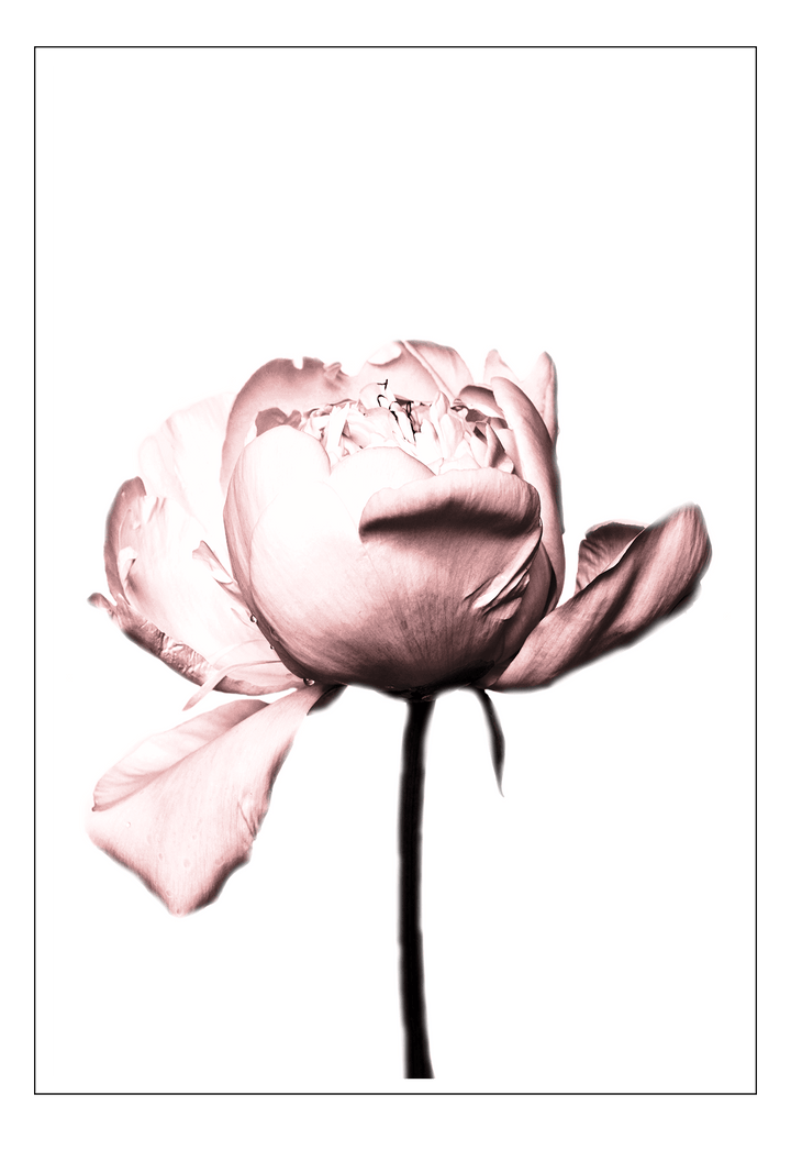 Canvas Print 60x90cm / Unframed Rosa Rose Rosa Rose Framed Prints Brand