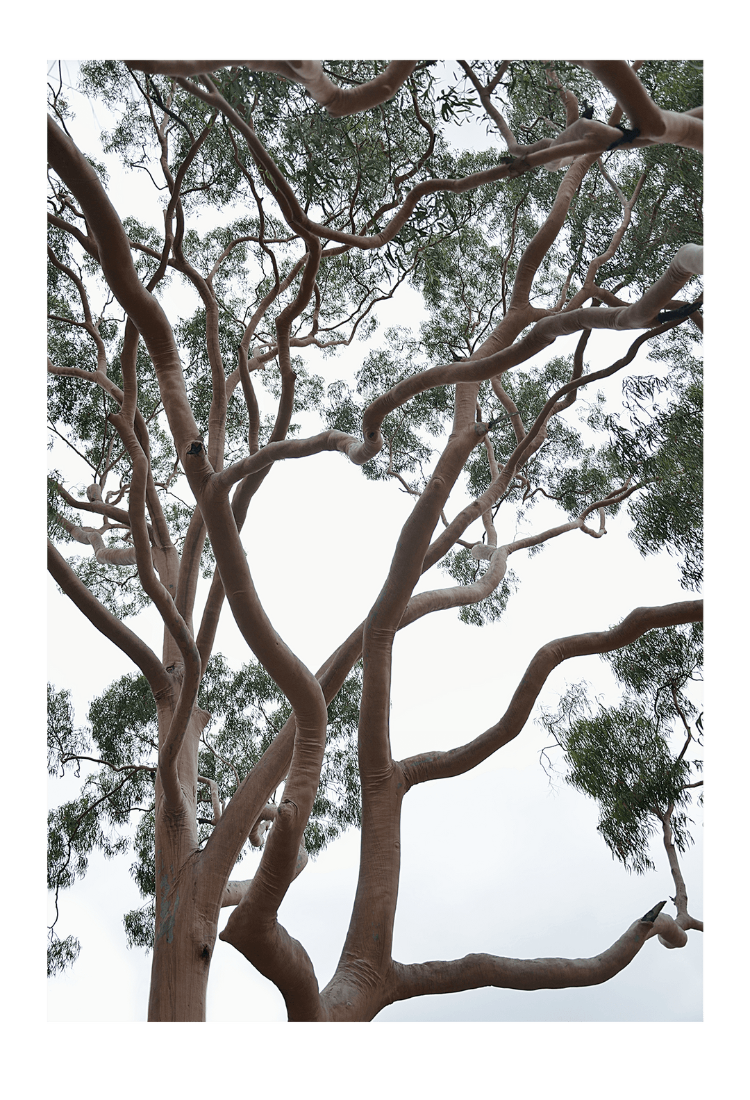 Canvas Print 60x90cm / Unframed Tubos Brand